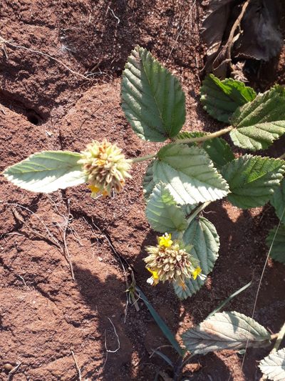 Waltheria communis, photographed by Fernando Sessegolo