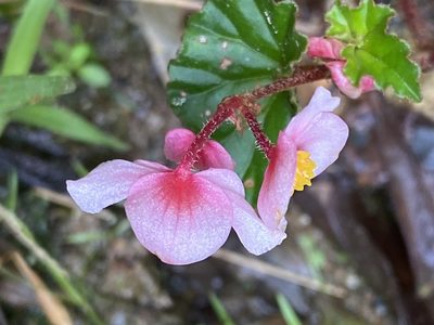 Begonia fischeri, photographed by Jean-Paul Boerekamps