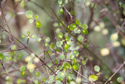 Coprosma tenuicaulis, photographed by M Rutherford