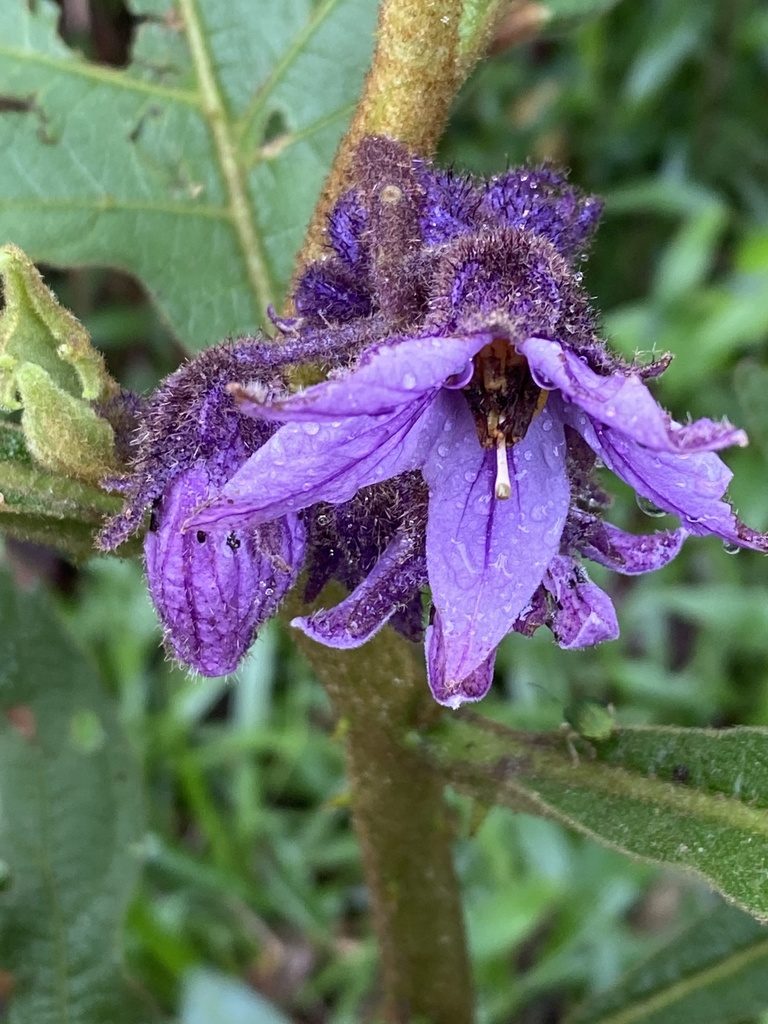 Solanum hexandrum, photographed by Jean-Paul Boerekamps