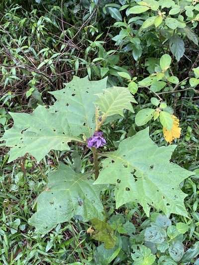 Solanum hexandrum, photographed by Jean-Paul Boerekamps