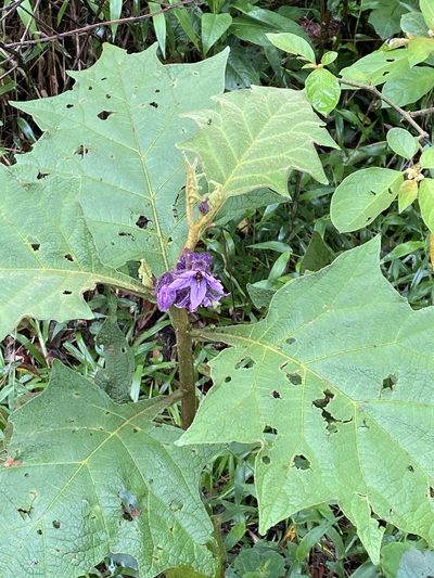 Solanum hexandrum, photographed by Jean-Paul Boerekamps