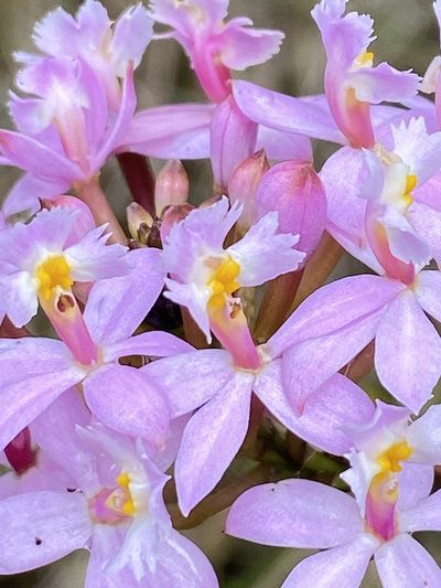 Epidendrum secundum, photographed by Jean-Paul Boerekamps
