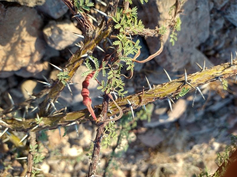 Vachellia pacensis, photographed by Abraham Sánchez Romero
