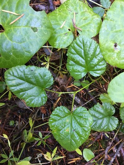 Rubus nivalis, photographed by Hilary Rose Dawson