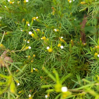 Tagetes filifolia, photographed by Arthur de Jesús Chavarría Pérez
