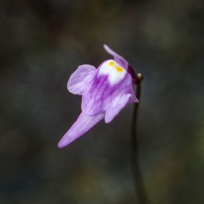 Utricularia geoffrayi, photographed by Gerard Chartier