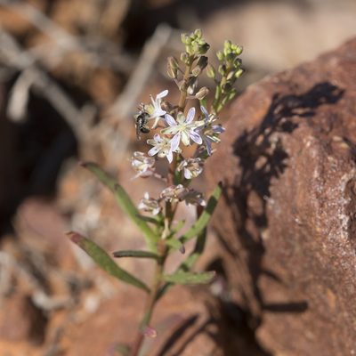 Lepidium phlebopetalum, photographed by Kym Nicolson