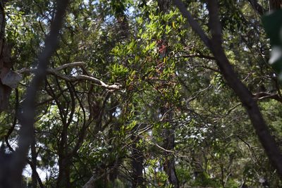 Amyema gaudichaudii, photographed by Thomas Mesaglio