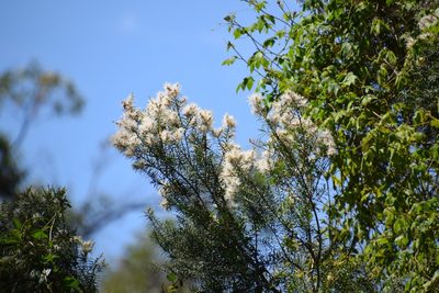 Melaleuca linariifolia, photographed by Thomas Mesaglio
