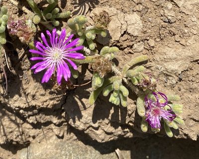 Drosanthemum hispidum, photographed by Dave U