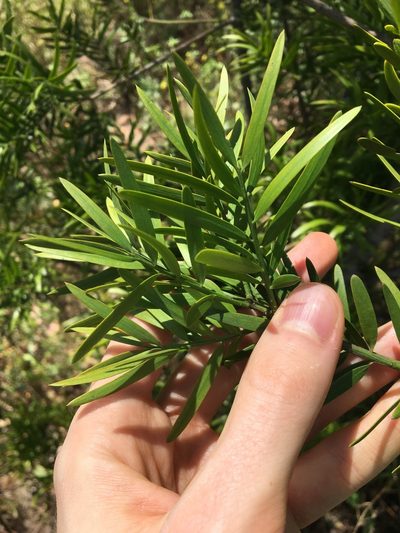 Podocarpus spinulosus, photographed by Thomas Mesaglio