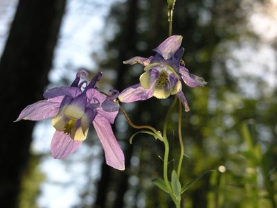 Aquilegia sibirica, photographed by Oleg Kosterin