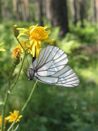 Crepis lyrata, photographed by Oleg Kosterin