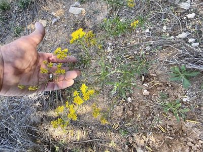 Gymnosperma glutinosum, photographed by CK2AZ