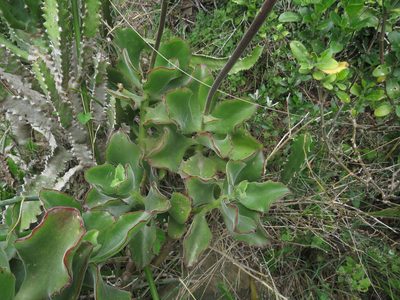 Cotyledon velutina, photographed by James Deacon