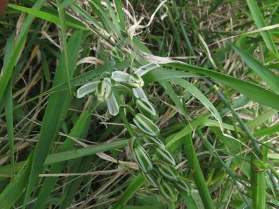 Albuca batteniana, photographed by James Deacon