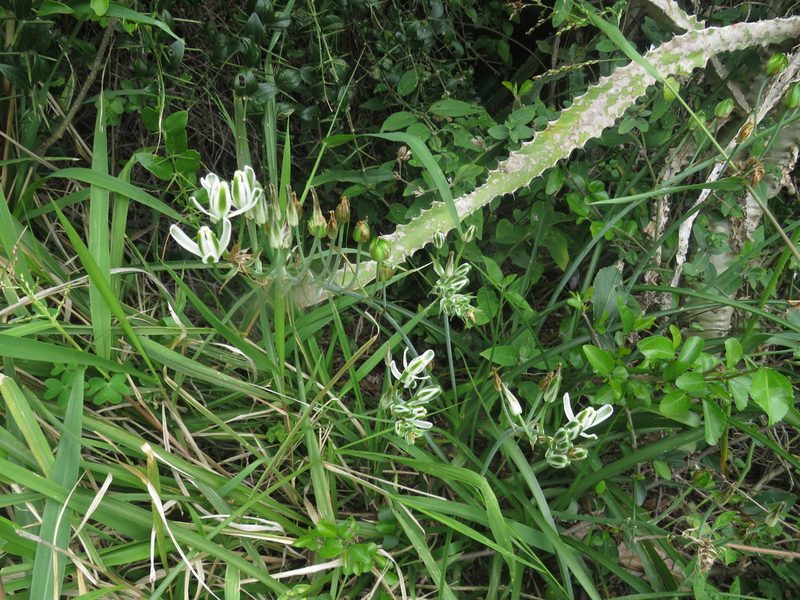 Albuca batteniana, photographed by James Deacon