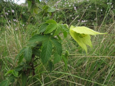 Dalechampia capensis, photographed by James Deacon