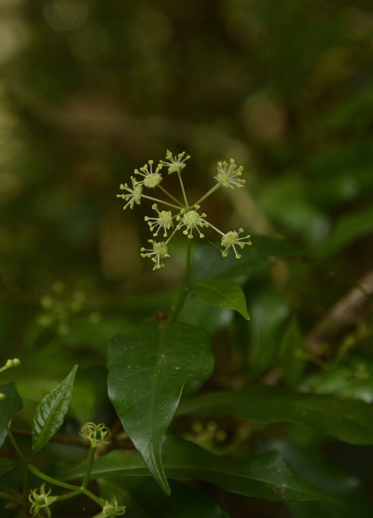Blachia umbellata, photographed by Siddarth Machado