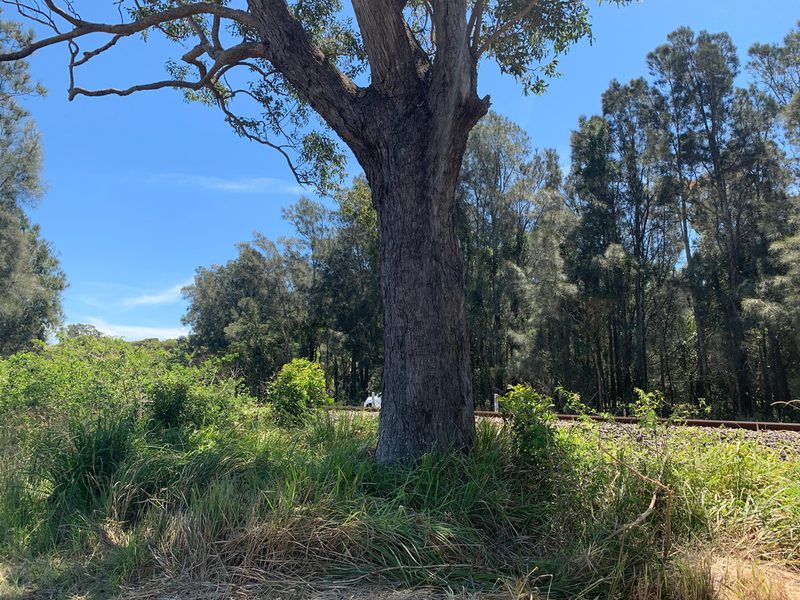 Eucalyptus quadrangulata, photographed by Lukas Clews