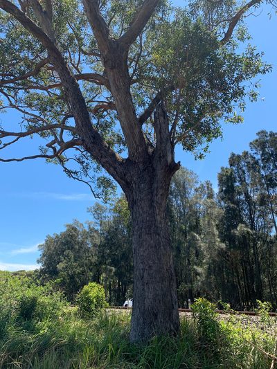 Eucalyptus quadrangulata, photographed by Lukas Clews