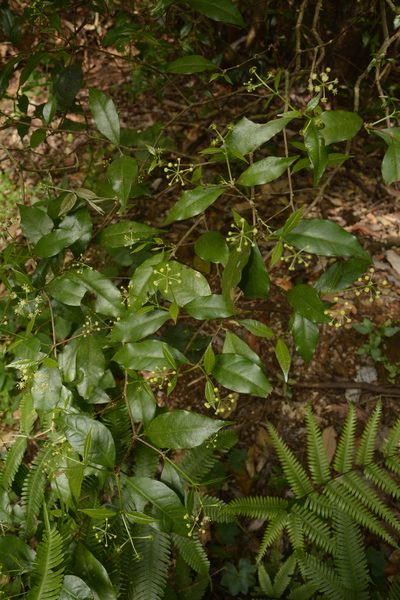 Blachia umbellata, photographed by Siddarth Machado