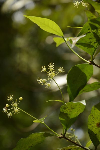 Blachia umbellata, photographed by Siddarth Machado
