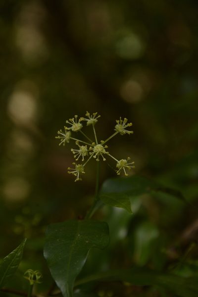 Blachia umbellata, photographed by Siddarth Machado
