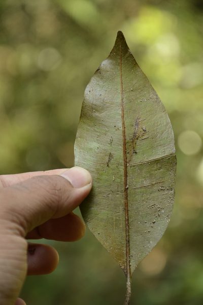 Calophyllum polyanthum, photographed by Siddarth Machado