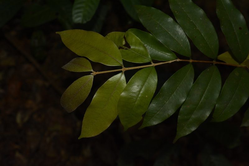 Eugenia aloysii, photographed by Siddarth Machado