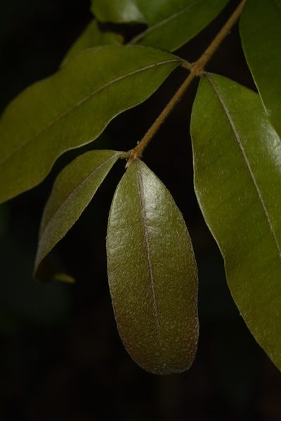Eugenia aloysii, photographed by Siddarth Machado