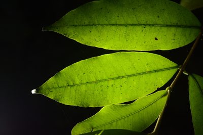 Eugenia aloysii, photographed by Siddarth Machado