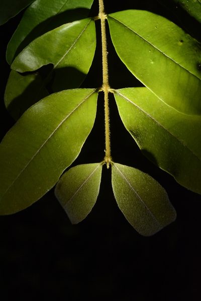 Eugenia aloysii, photographed by Siddarth Machado