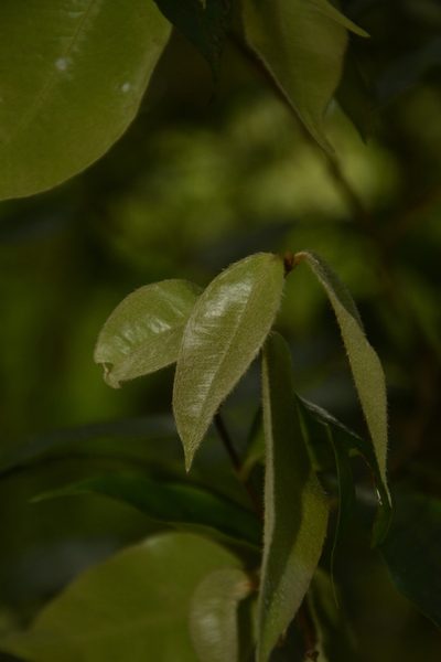 Eugenia aloysii, photographed by Siddarth Machado