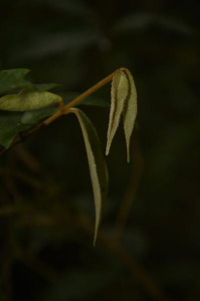 Eugenia aloysii, photographed by Siddarth Machado