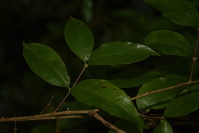 Eugenia aloysii, photographed by Siddarth Machado