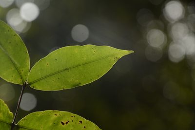 Eugenia aloysii, photographed by Siddarth Machado