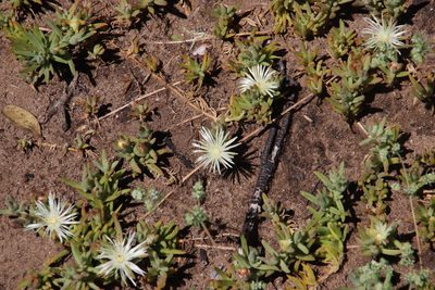Mesembryanthemum canaliculatum, photographed by Tony Rebelo