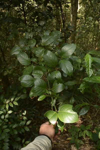 Garcinia cambogioides, photographed by Siddarth Machado