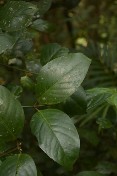 Garcinia cambogioides, photographed by Siddarth Machado