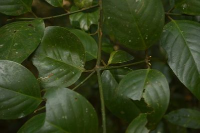 Garcinia cambogioides, photographed by Siddarth Machado