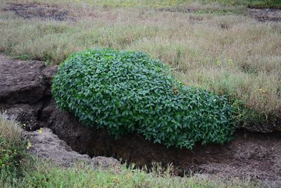 Strobilanthes scrobiculata, photographed by S.MORE