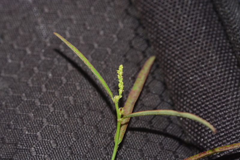 Microstachys chamaelea, photographed by S.MORE