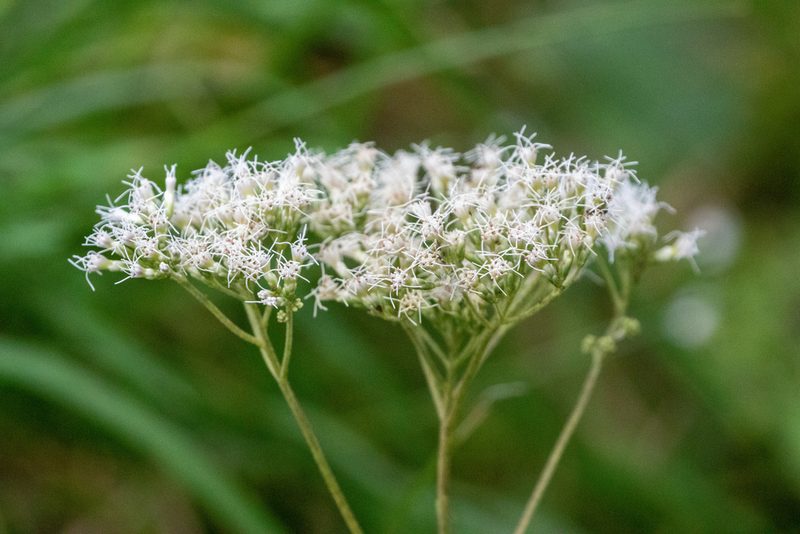 Eupatorium makinoi, photographed by WATANABE Hitoshi 渡辺仁
