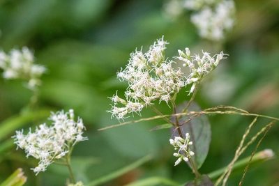 Eupatorium makinoi, photographed by WATANABE Hitoshi 渡辺仁