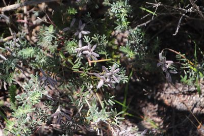 Microcharis praetermissa, photographed by Tony Rebelo
