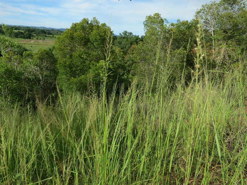 Setaria madecassa, photographed by bat (Maria Vorontsova)