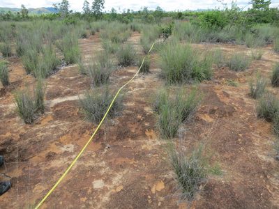 Aristida rufescens, photographed by bat (Maria Vorontsova)