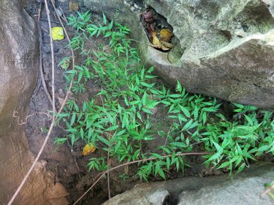 Cyphochlaena madagascariensis, photographed by bat (Maria Vorontsova)